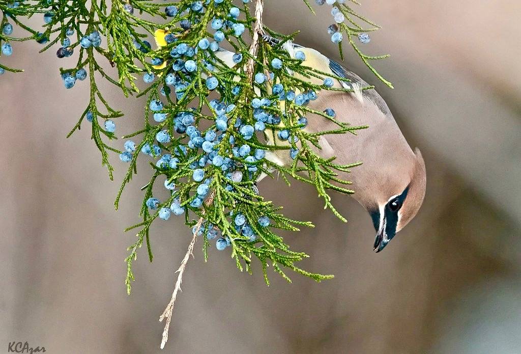 Cedar Waxwing by Kelly Colgan Azar is licensed under CC BY-ND 2.0